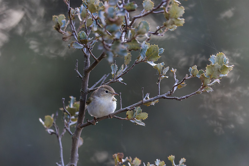 Phylloscopus bonelli | Western Bonelli's Warbler | bergsångare