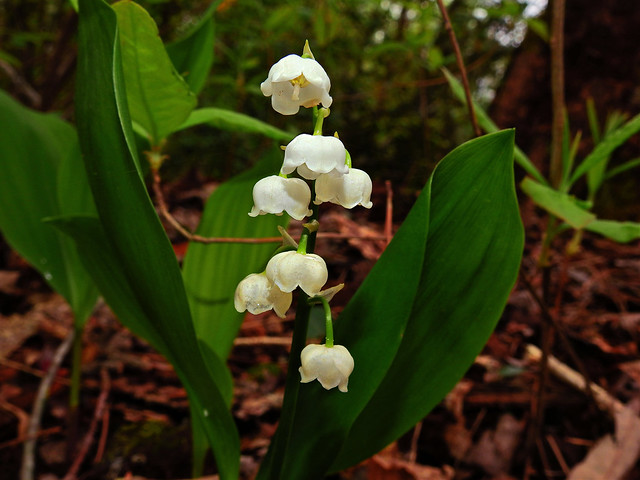 Asparagaceae (formerly Liliaceae and Ruscaceae) : Convallaria majalis - Lily of the Valley