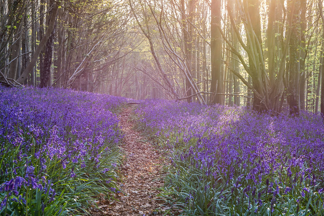 bluebell time!