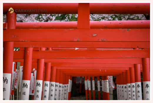 神社の赤い鳥居と桜