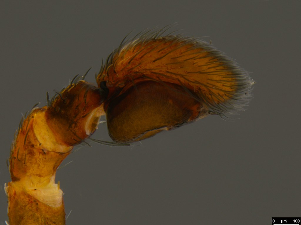 1i - Stephanopis bicornis L. Koch, 1874