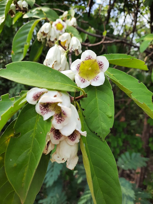 Unidentified Tree with bell flower in forest of Kalasin 30