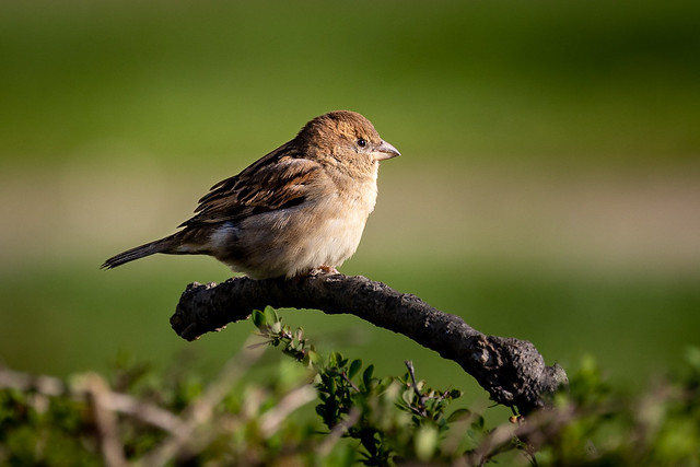 Juvenile House Sparrow