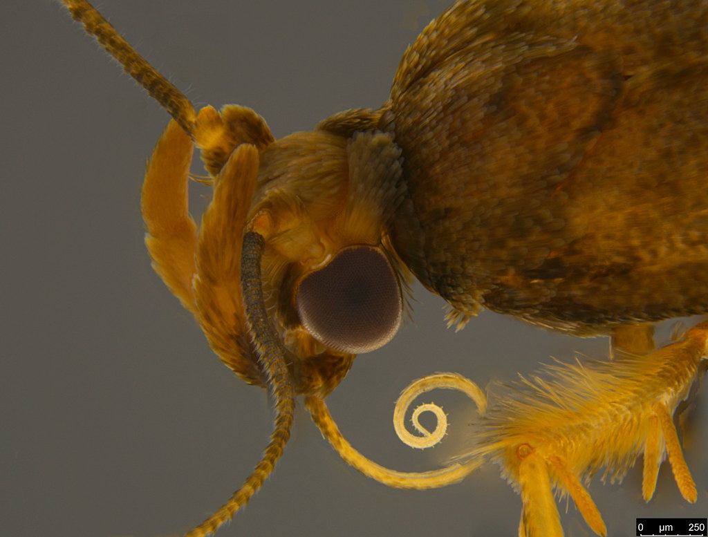 8b - Gelechiidae sp.