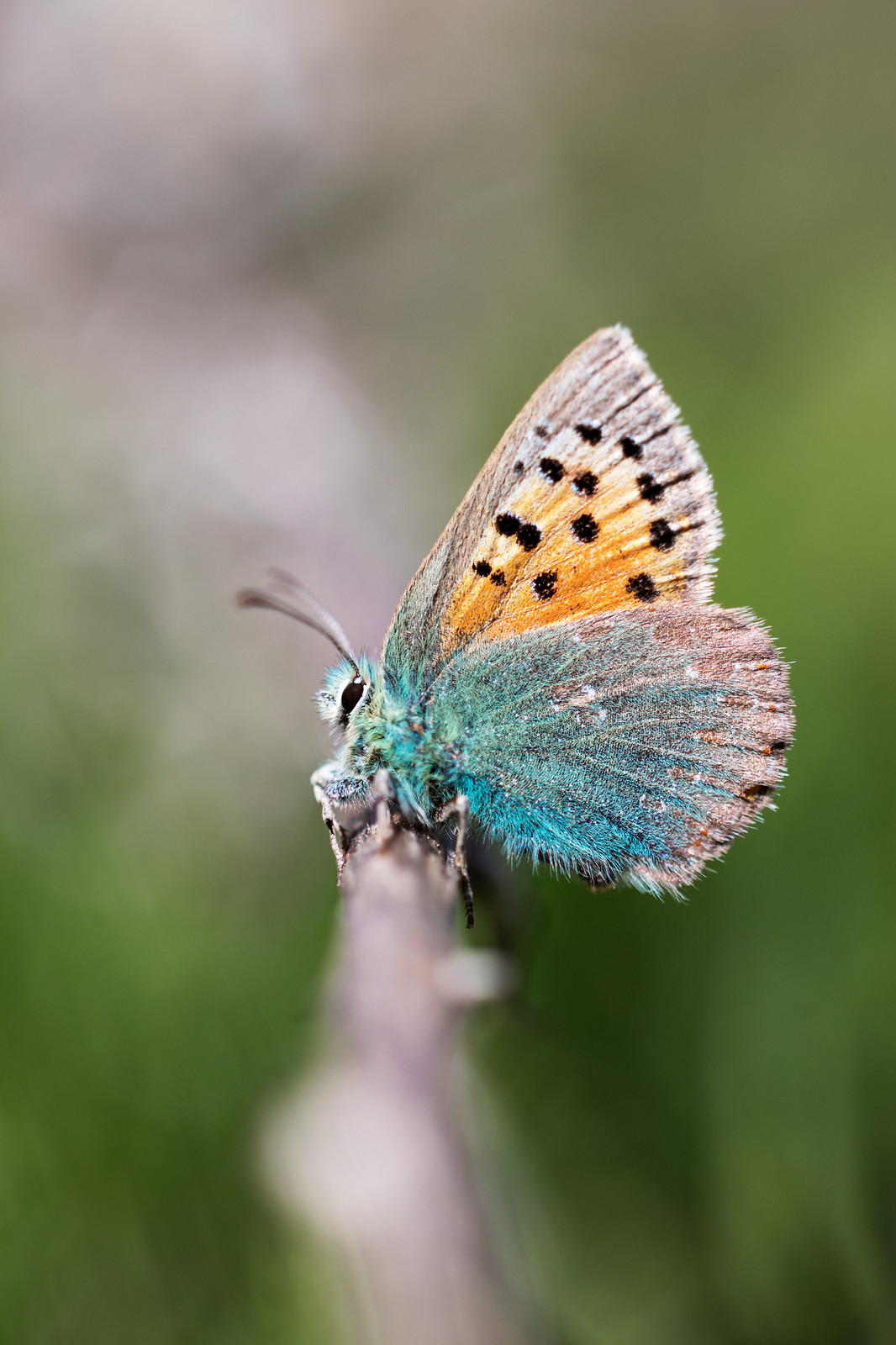 Tomares ballus | Provence Hairstreak