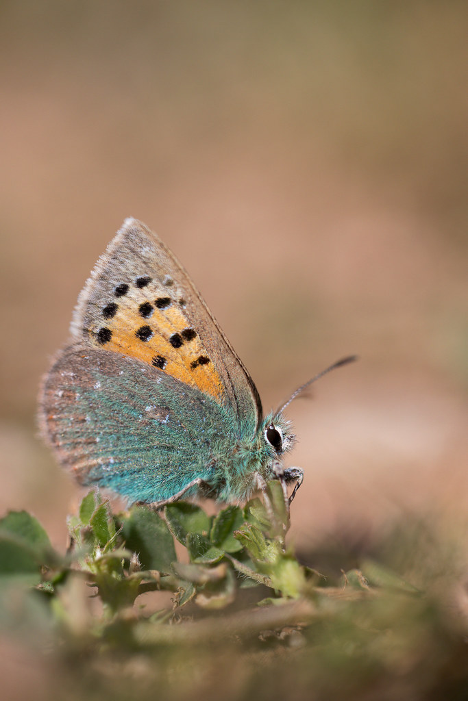 Tomares ballus | Provence Hairstreak