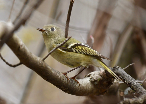 Ruby-crowned Kinglet - Thousand Acre Swamp - © Alan Bloom - Apr 13, 2022