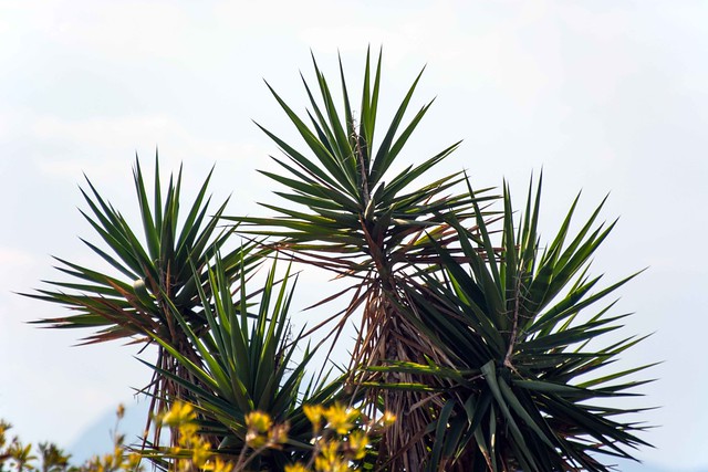 Flora: Yucca (Yucca Aloifolia)