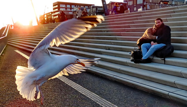 Lovescene at sunset with seagull Hamburg harbour