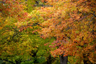 Mt Macedon Autumn Colours-7