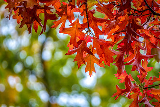 Mt Macedon Autumn Colours-1