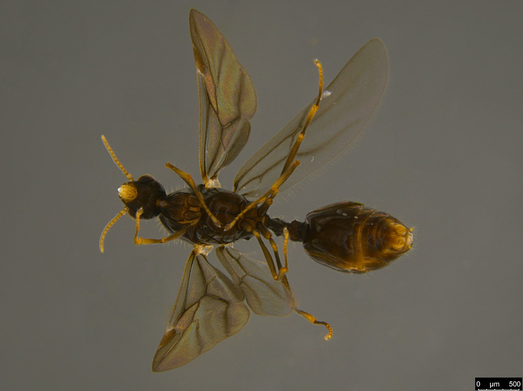 4b - Myrmicinae sp.