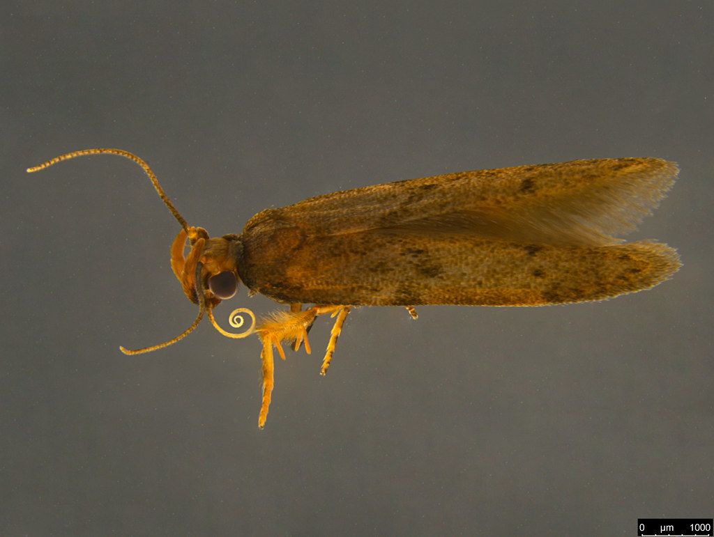 8a - Gelechiidae sp.