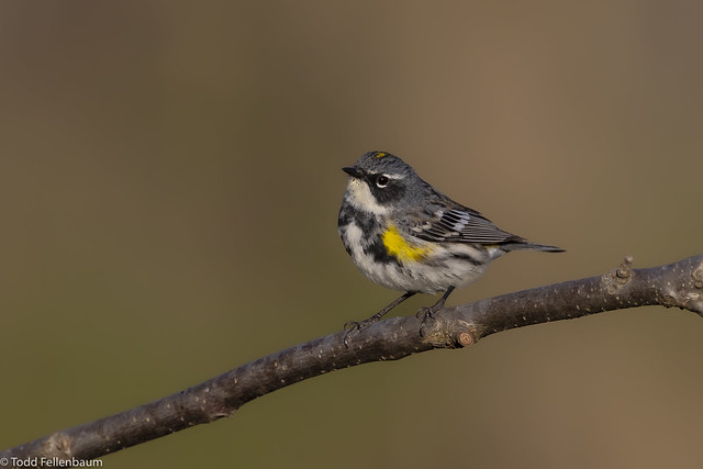 L0A9580-Yellow-rumped Warbler