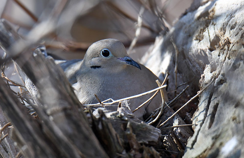 Mourning Dove - Braddock Bay East Spit - © Dick Horsey - Apr 12, 2022