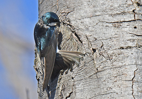 Tree Swallow - Braddock Bay East Spit - © Dick Horsey - Apr 12, 2022