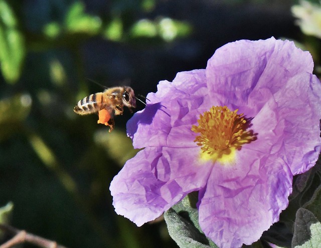 Abeille européenne - Apis mellifera - European bee