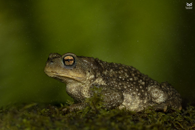 Sapo-comum-iberico, Common Toad (Bufo spinosus)