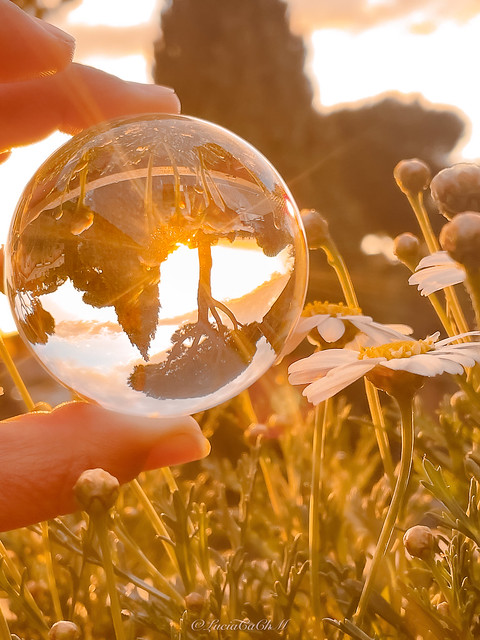 Sunset flowers - Lens ball reflection