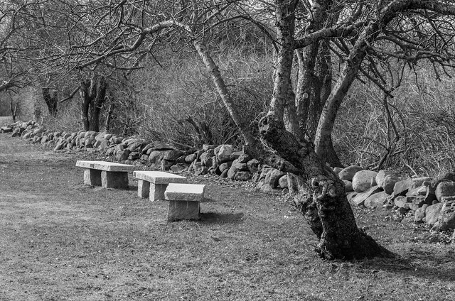 Benches, Tree and Stone Wall