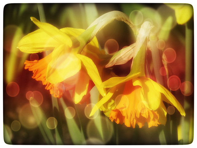 Sunny daffodils with faux bokeh courtesy of the photo app Pixlromatic