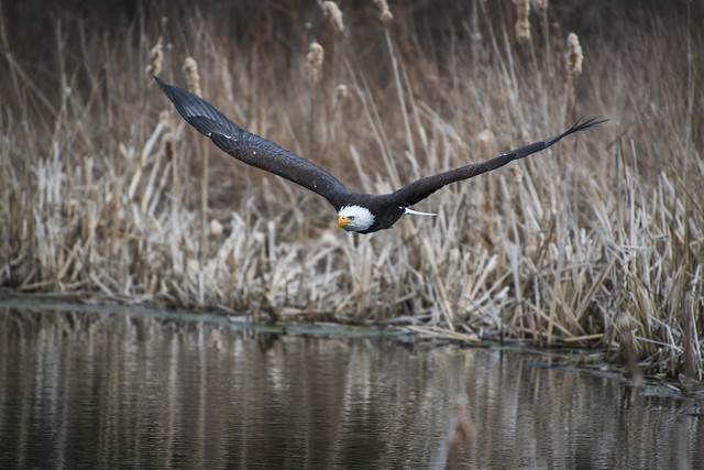 American Bald Eagle | Look Out