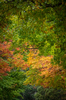 Mt Macedon Autumn Colours-23