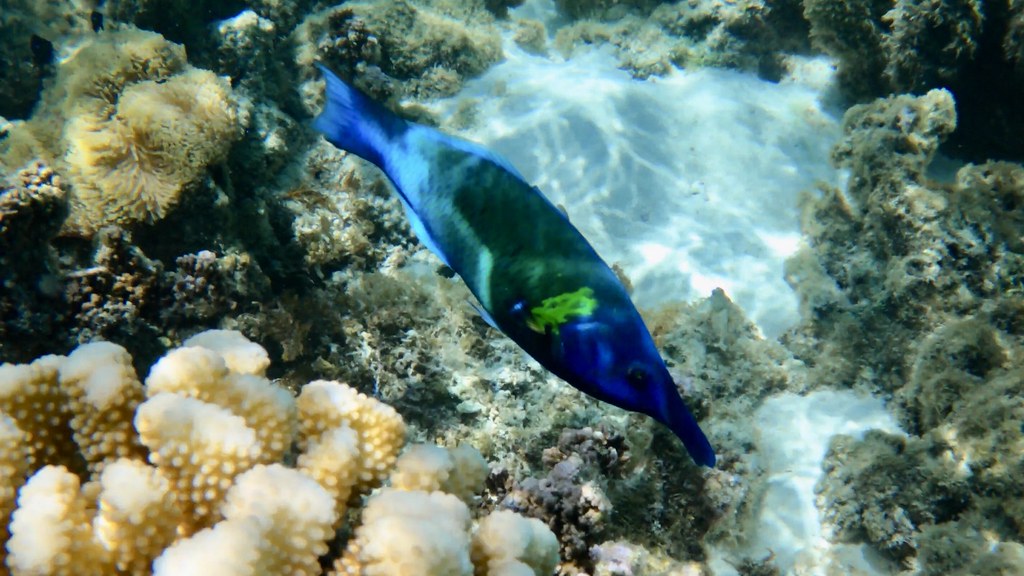 Bird Rass Fish Bird Wrasse 3 | Andrew Roth | Flickr