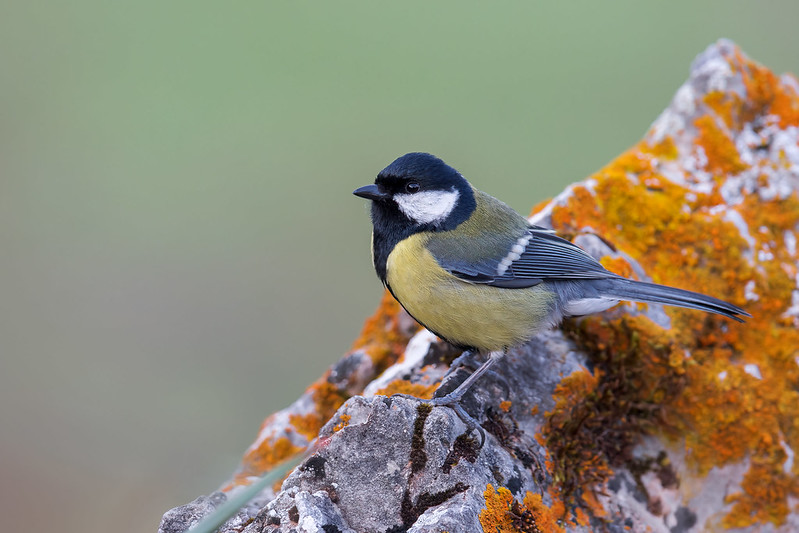 Parus major | Great Tit | talgoxe