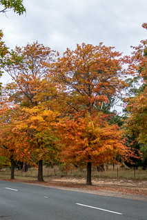 Mt Macedon Autumn Colours-28