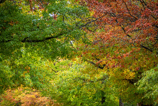 Mt Macedon Autumn Colours-11