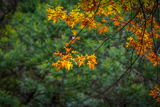 Mt Macedon Autumn Colours-12