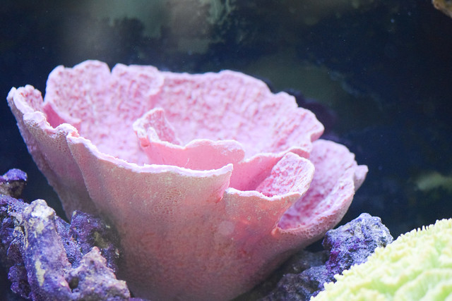 Pink bowl coral