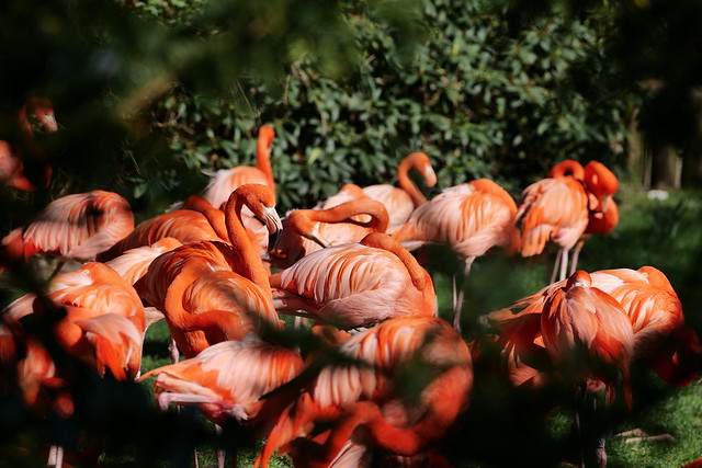Flamingos through the bushes