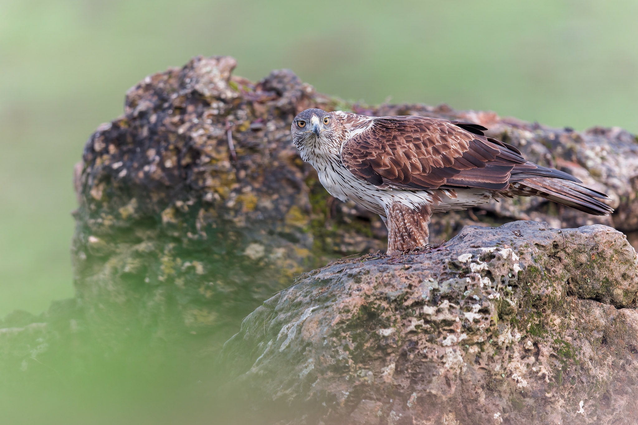 Aquila fasciata | Bonelli's Eagle | hökörn