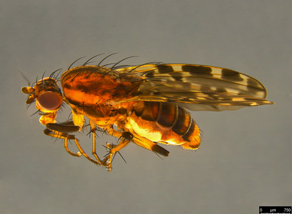 1a - Diplogeomyza maculipennis (Malloch, 1926)