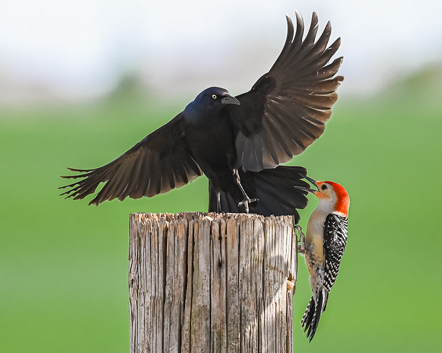 Red-bellied Woodpecker and grackle - Explore