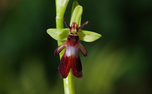 Kent's Fly Orchids