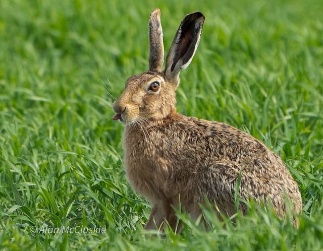 Cheeky Hare