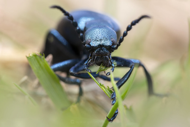 Violet Oil-beetle Face W - AS4A4501
