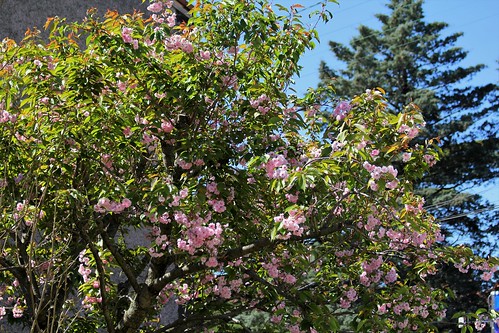 Prunus serrulata - cerisiers à fleurs du Japon 52013087105_ceb78364ab