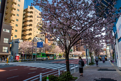 Nihon_arekore_02629_Cherry_blossoms_2022_Kokusai_Dori_Senzoku_100_cl