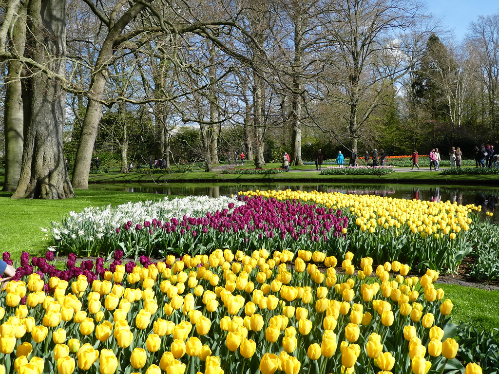 Brightly coloured tulip displays at Keukenhof