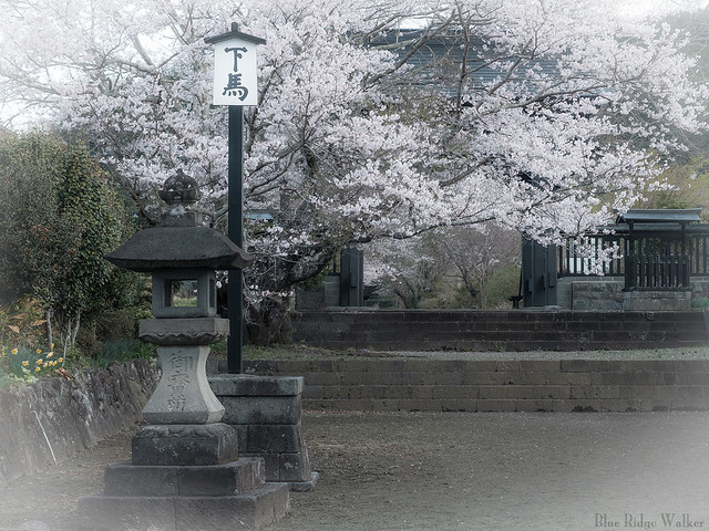 Nishiyama Honmonji with cherry blossoms