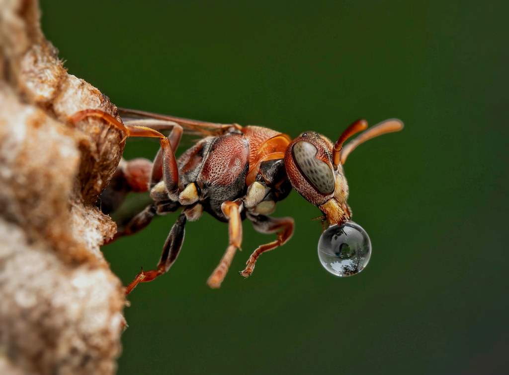 Paper wasp blowing water droplet. Malaysia