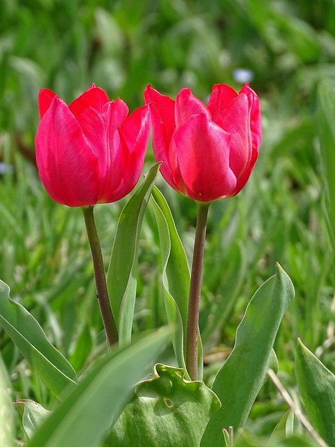 dernières tulipes du jardin