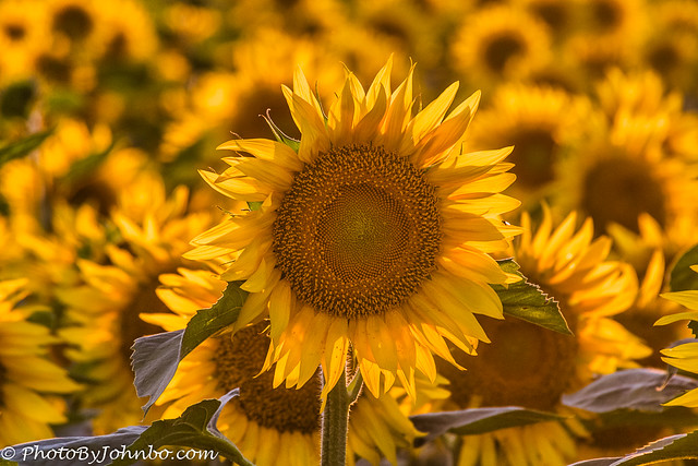 Sunflower portrait-2