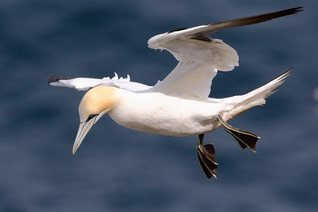 Gannet.- riding the wind