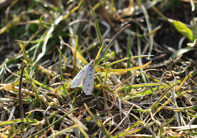 Bøgeprydvinge (March Dagger Moth / Diurnea fagella)