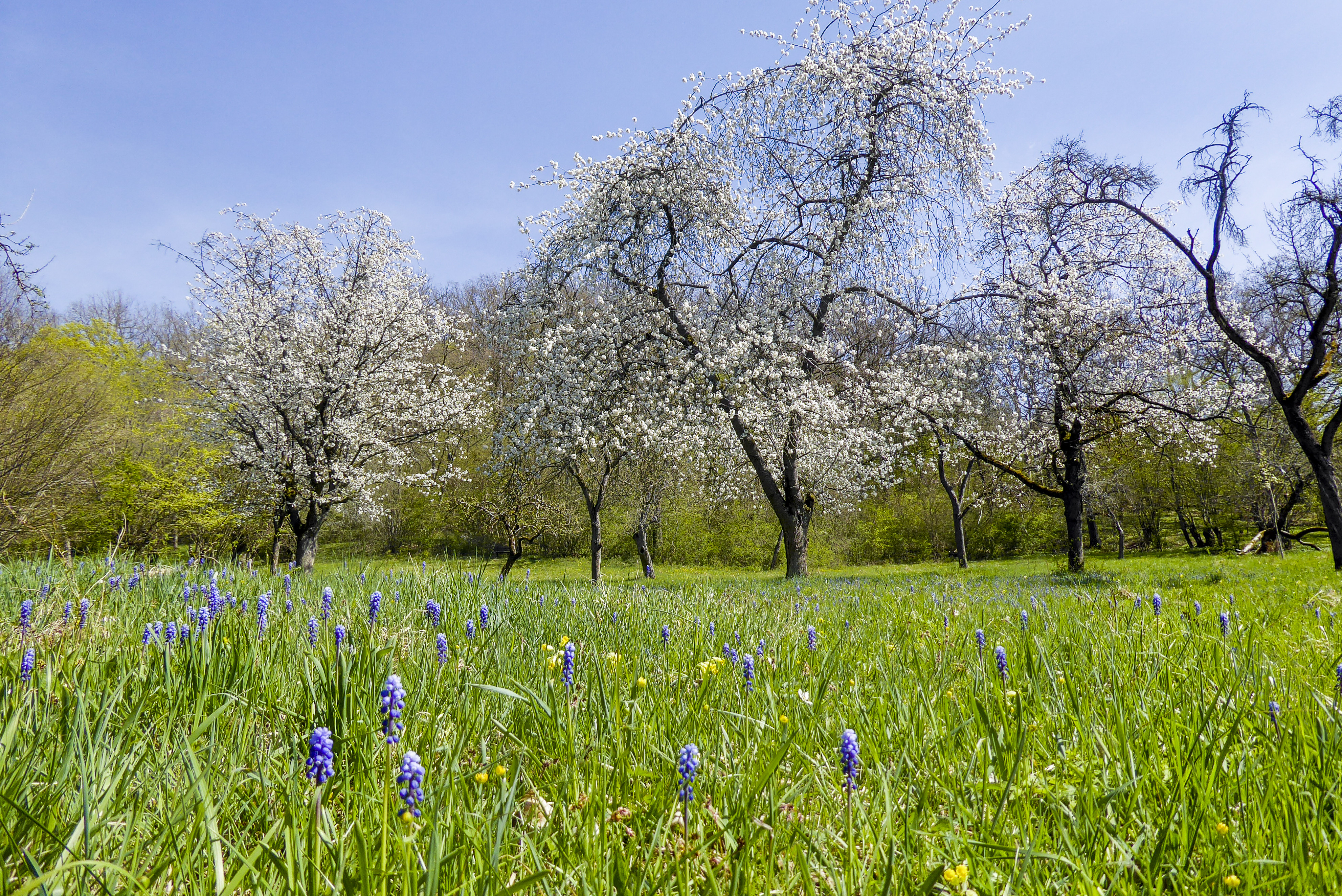 Frühling in Thüringen